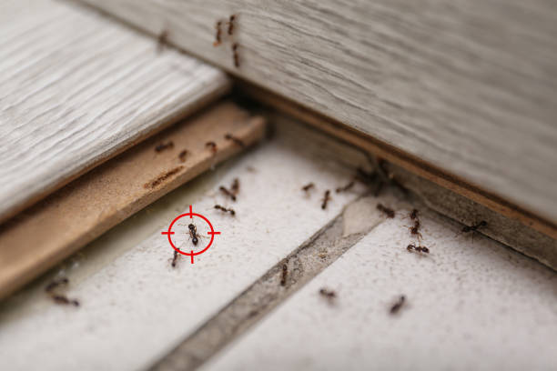 Best Best Pest Control Companies  in Sanger, TX