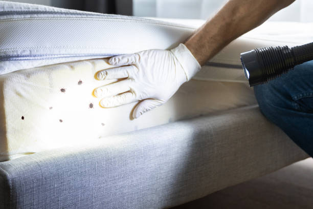 Best Emergency Pest Control  in Sanger, TX